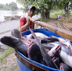 Ngành cá tra: Không thể “mạnh ai nấy làm”